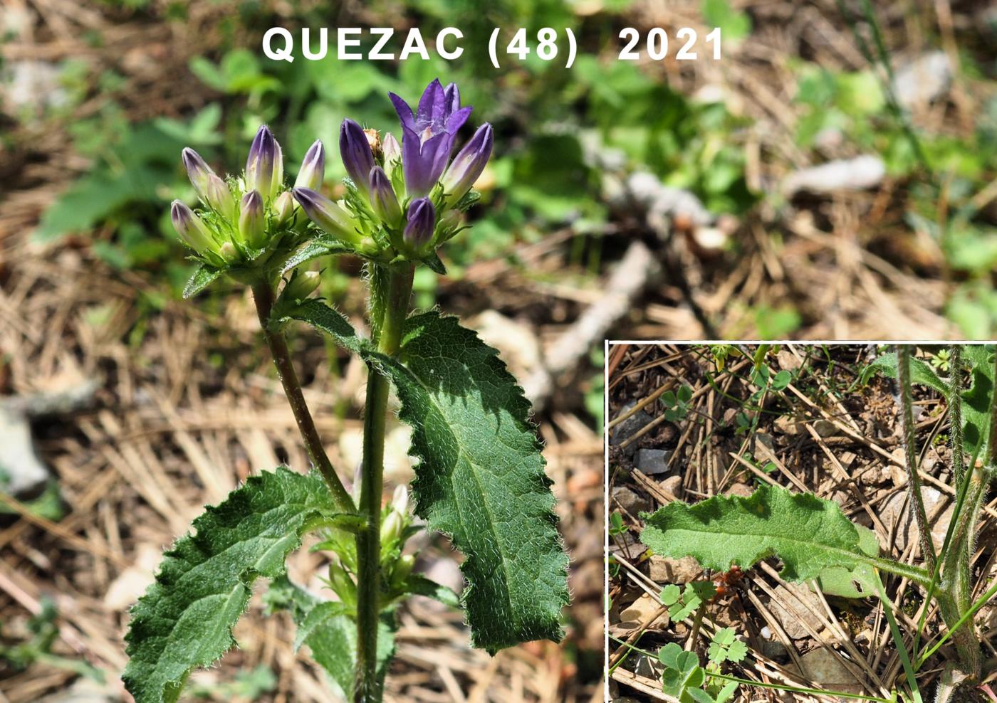 Bellflower, Clustered leaf